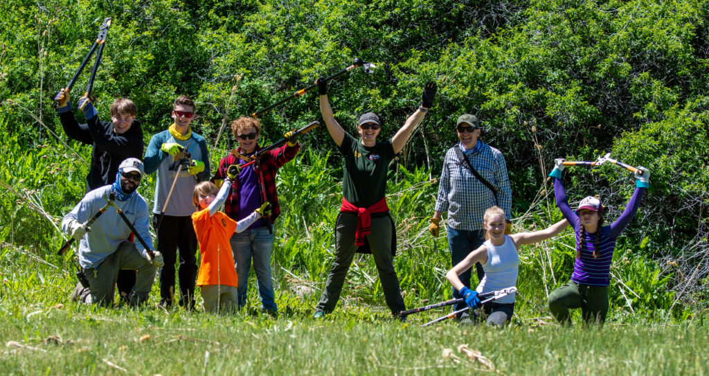 Green Mountain Teasel Cleanup